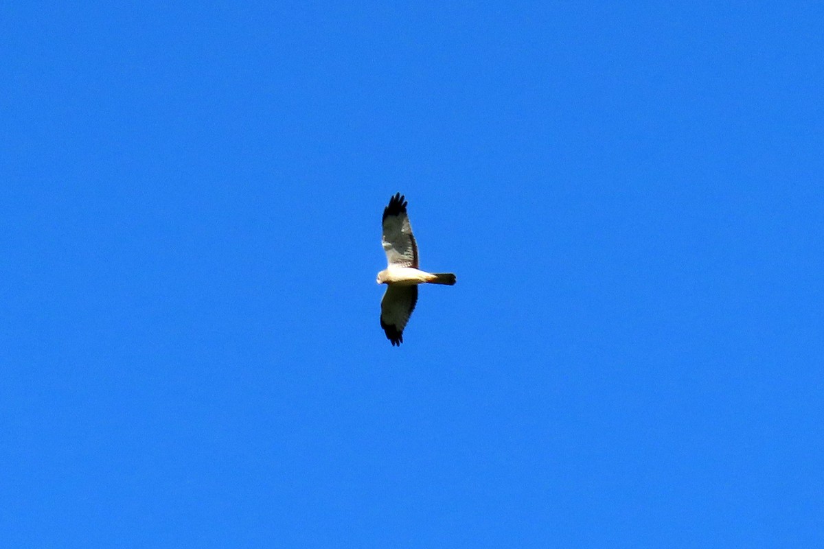 eBird Checklist - 12 Apr 2026 - Alpha Ridge Park - 20 species