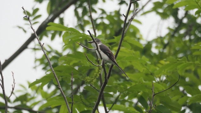 Brown-rumped Minivet - ML654794724
