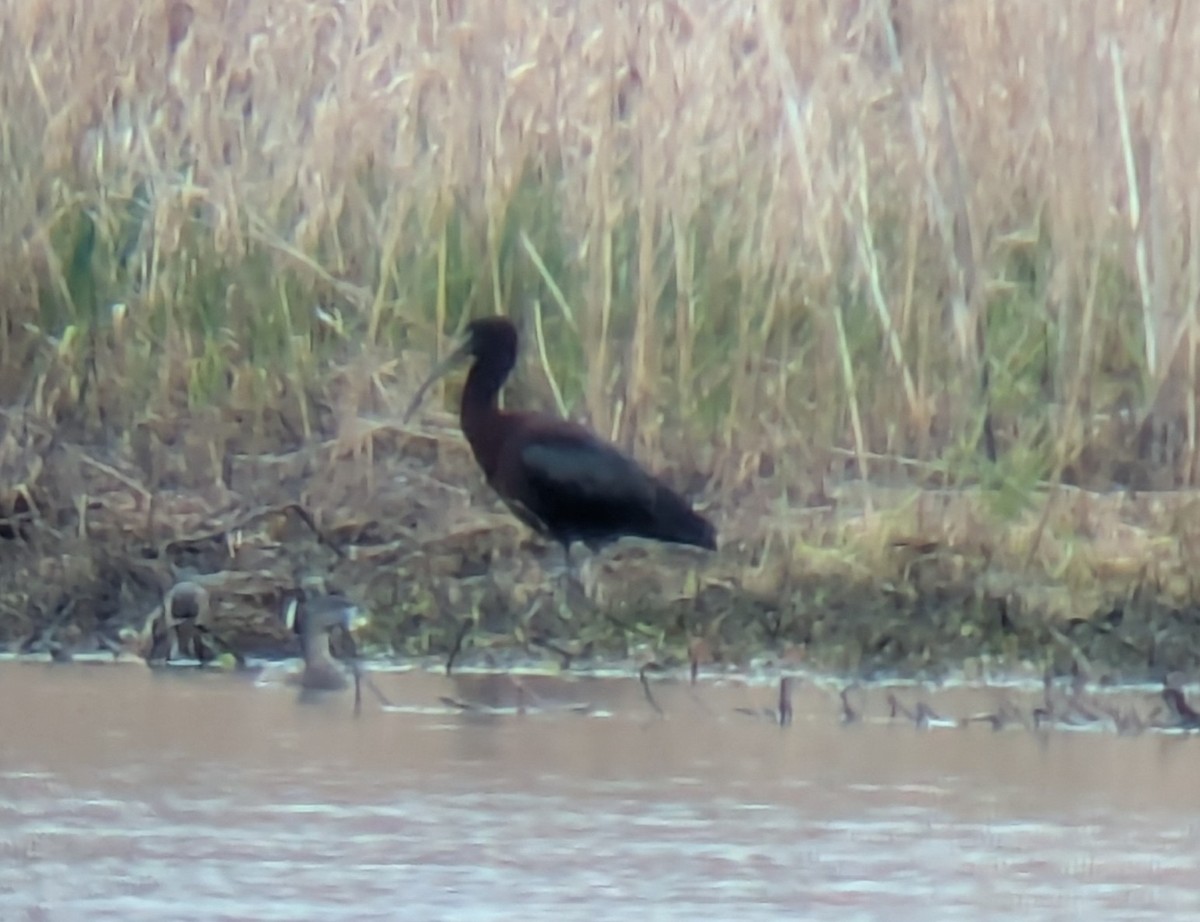 ibis hnědý - ML654795692