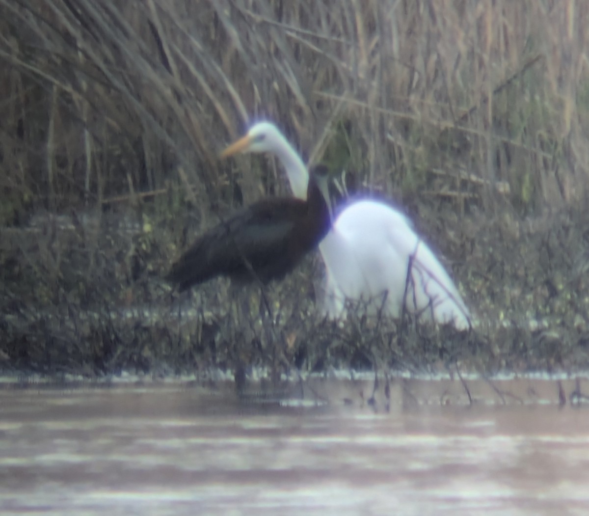 ibis hnědý - ML654795693