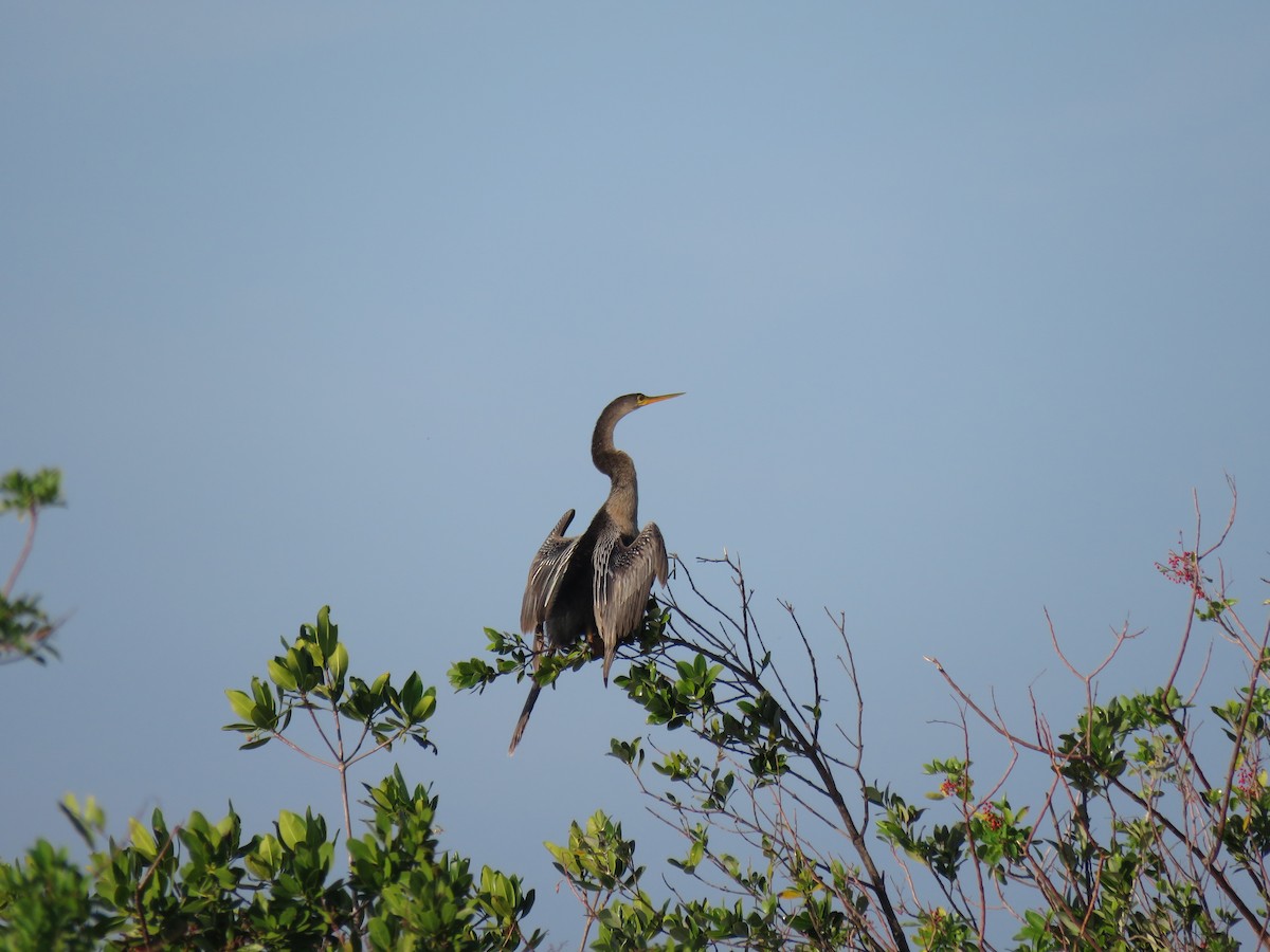 Anhinga - ML654795697