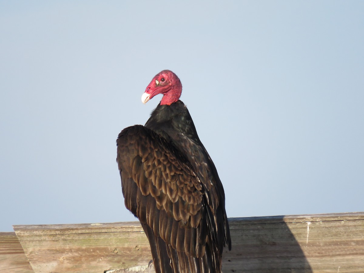 Turkey Vulture - ML654795735