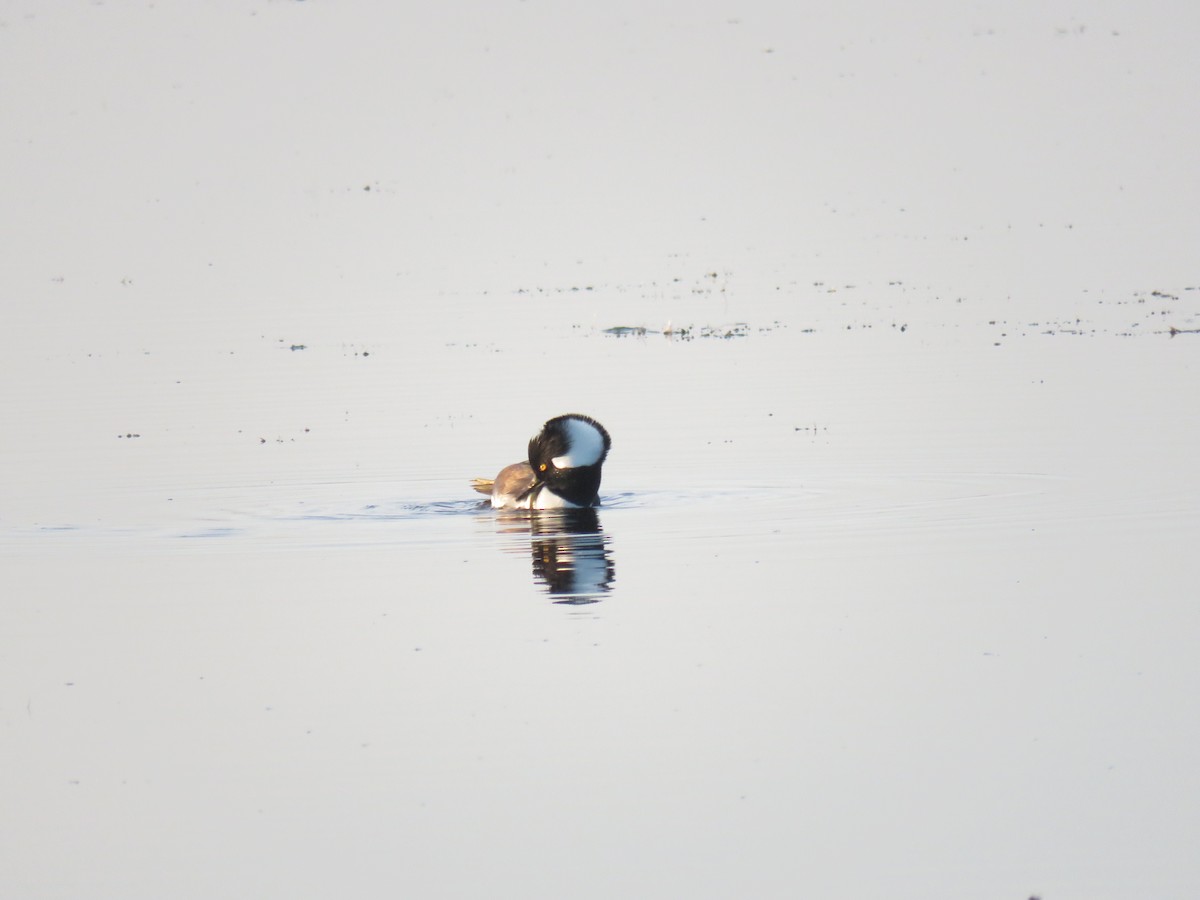 Hooded Merganser - ML654795742