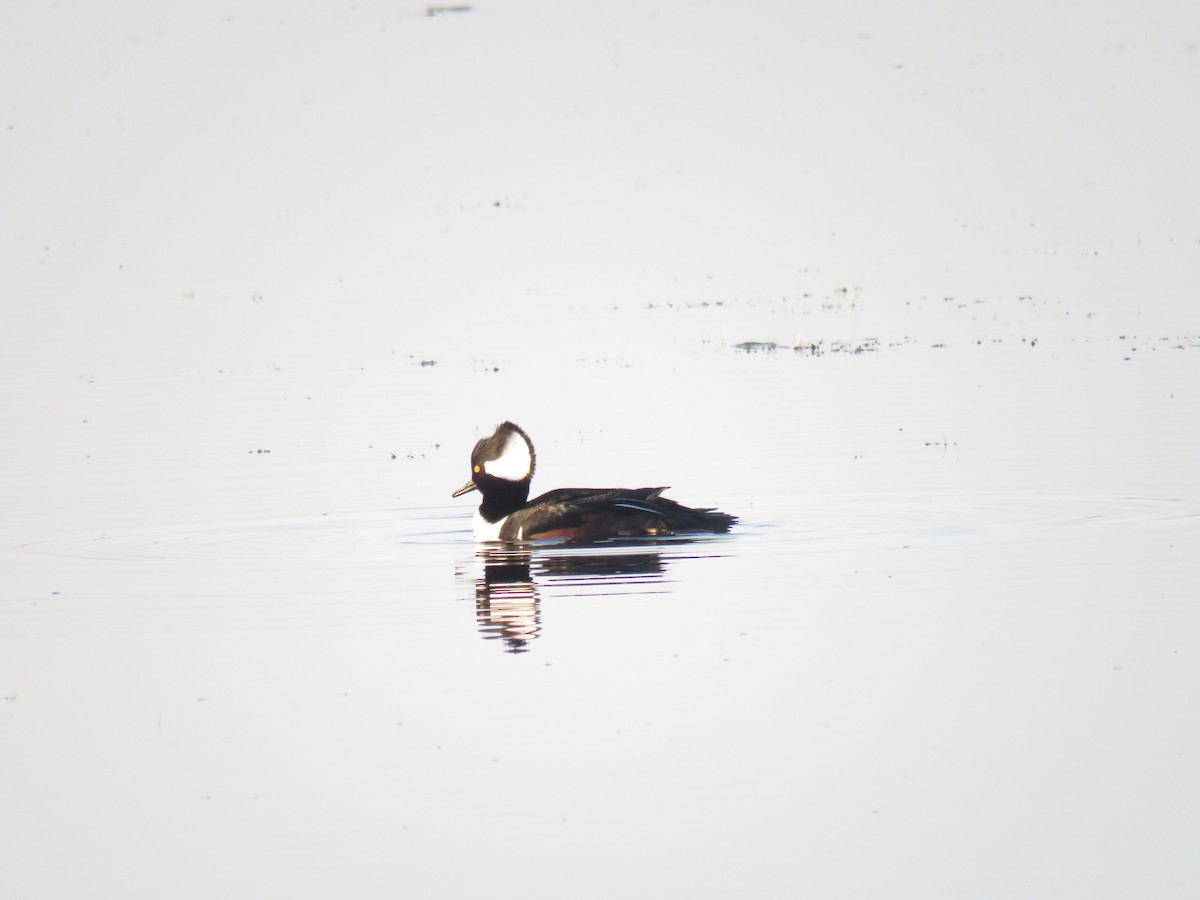 Hooded Merganser - ML654795743
