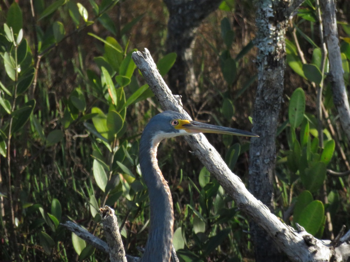 Tricolored Heron - ML654795753