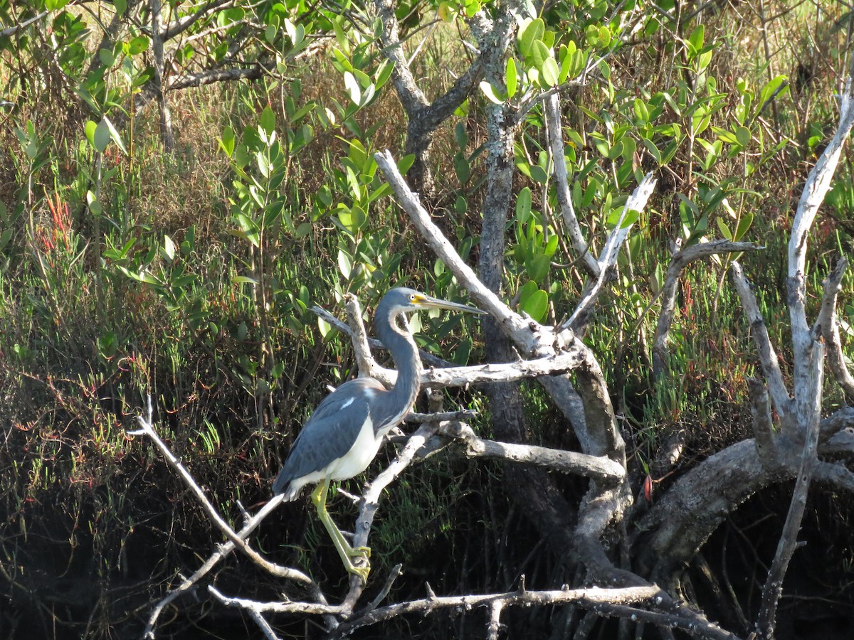 Tricolored Heron - ML654795754