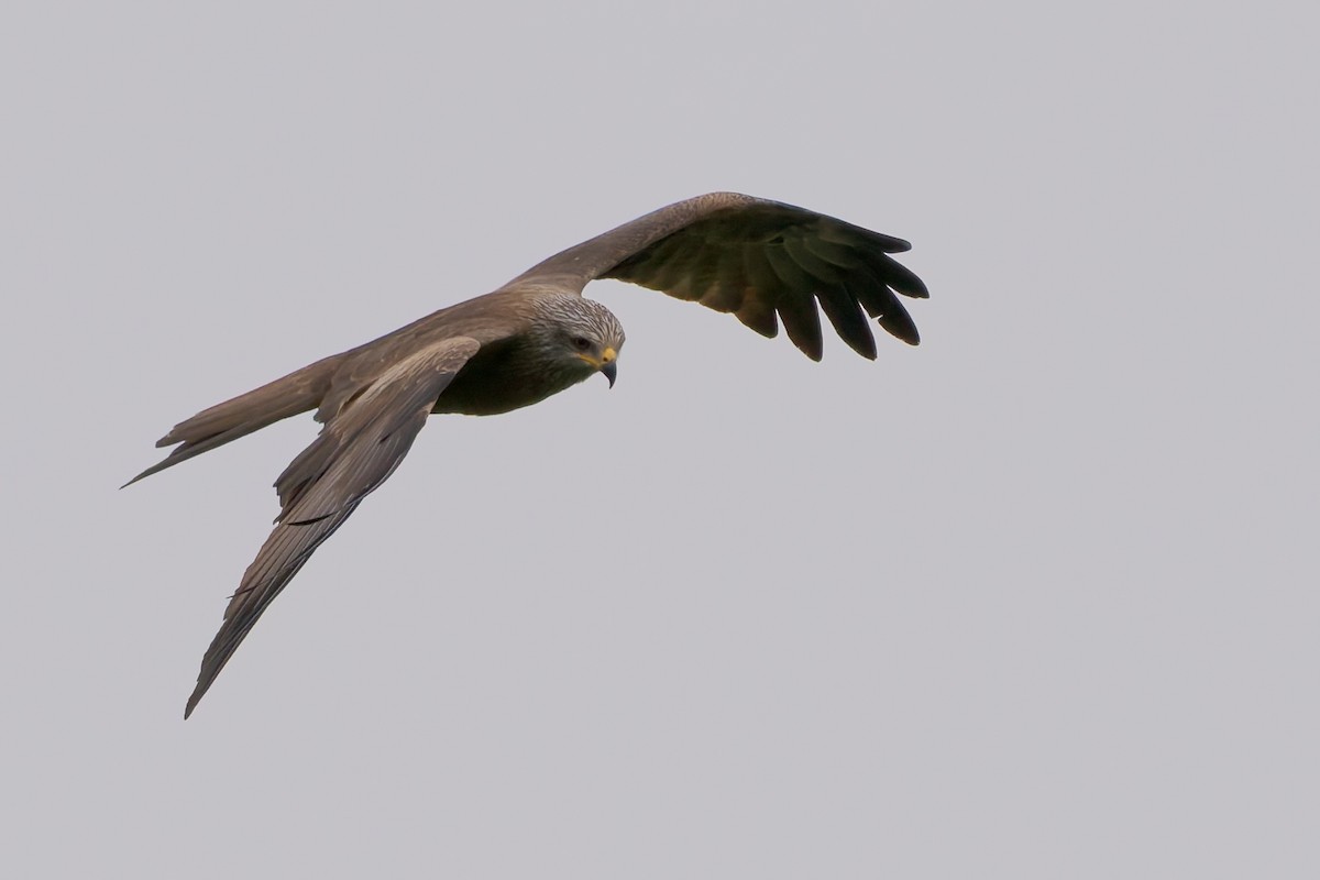 Black Kite - ML654797613