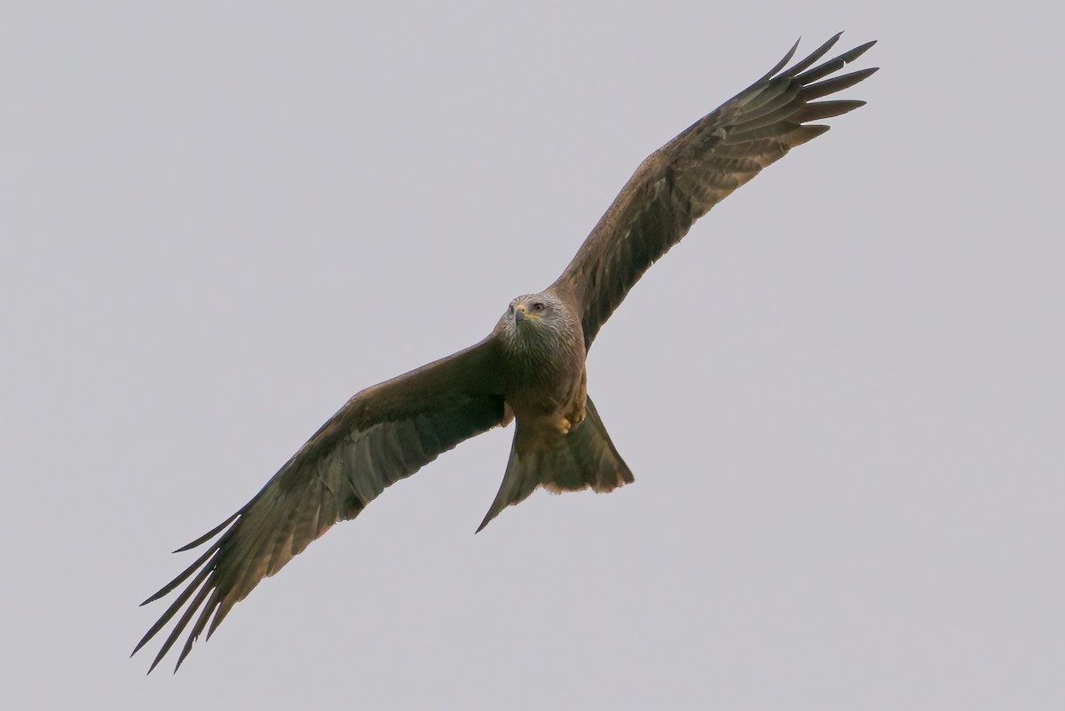 Black Kite - ML654797614