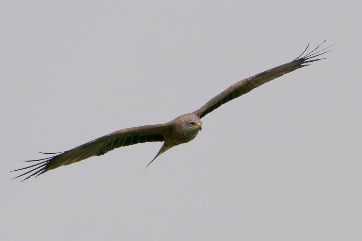 Black Kite - ML654797615