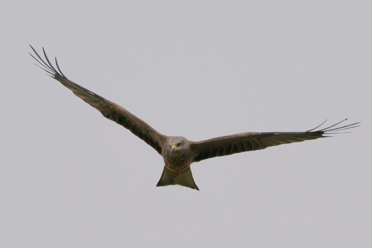 Black Kite - ML654797616