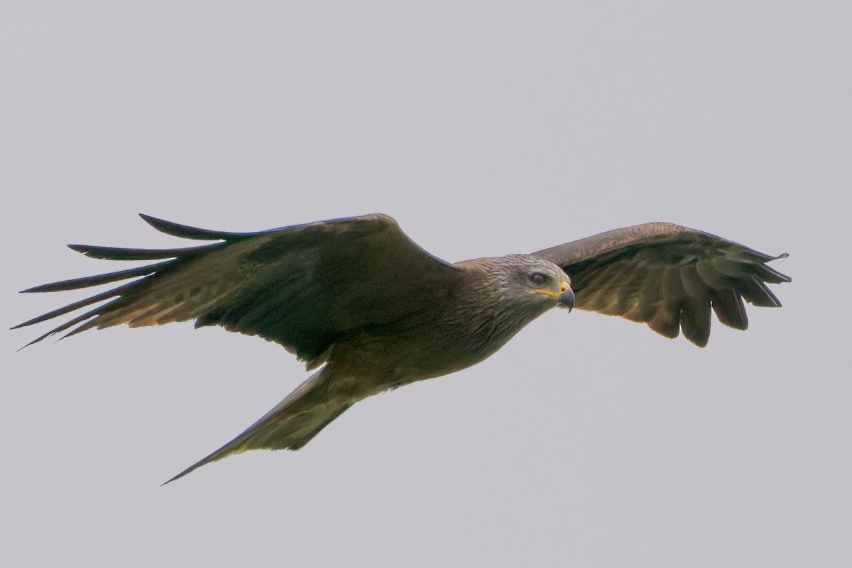 Black Kite - ML654797617