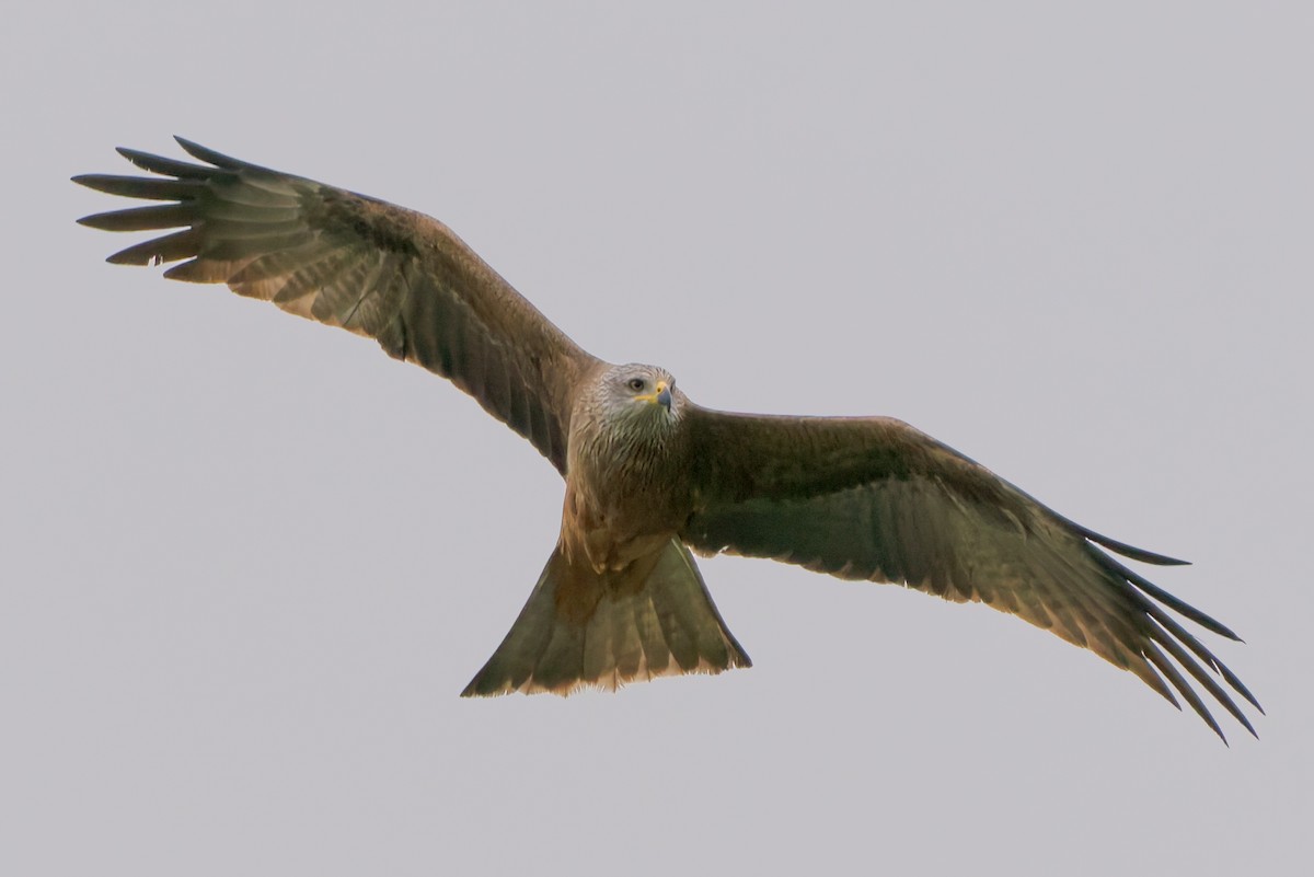 Black Kite - ML654797618