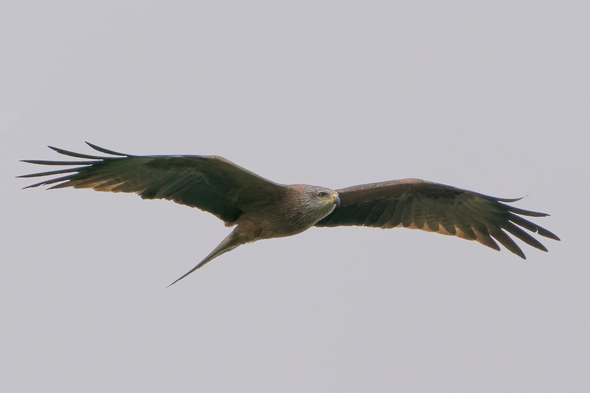 Black Kite - ML654797621