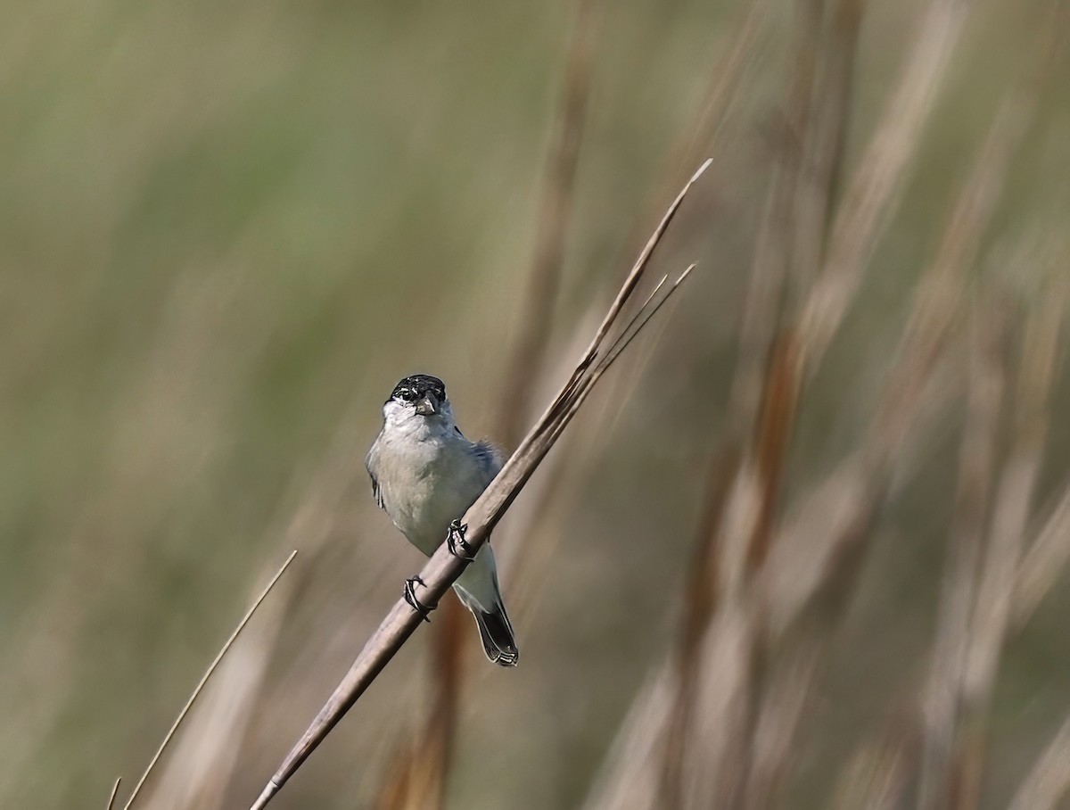 Pearly-bellied Seedeater - ML654797719