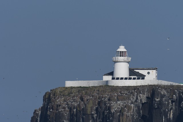 Farne Islands NNR--Inner Farne Island, Northumberland, England, United  Kingdom - eBird Hotspot