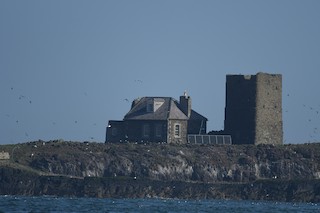Farne Islands NNR--Inner Farne Island, Northumberland, England, United  Kingdom - eBird Hotspot