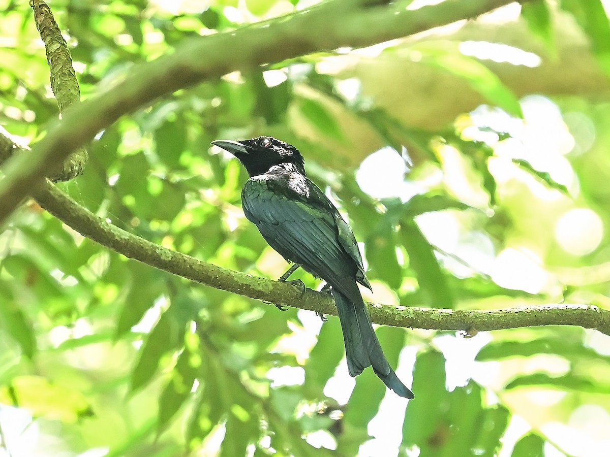 Palawan Drongo - ML654798486
