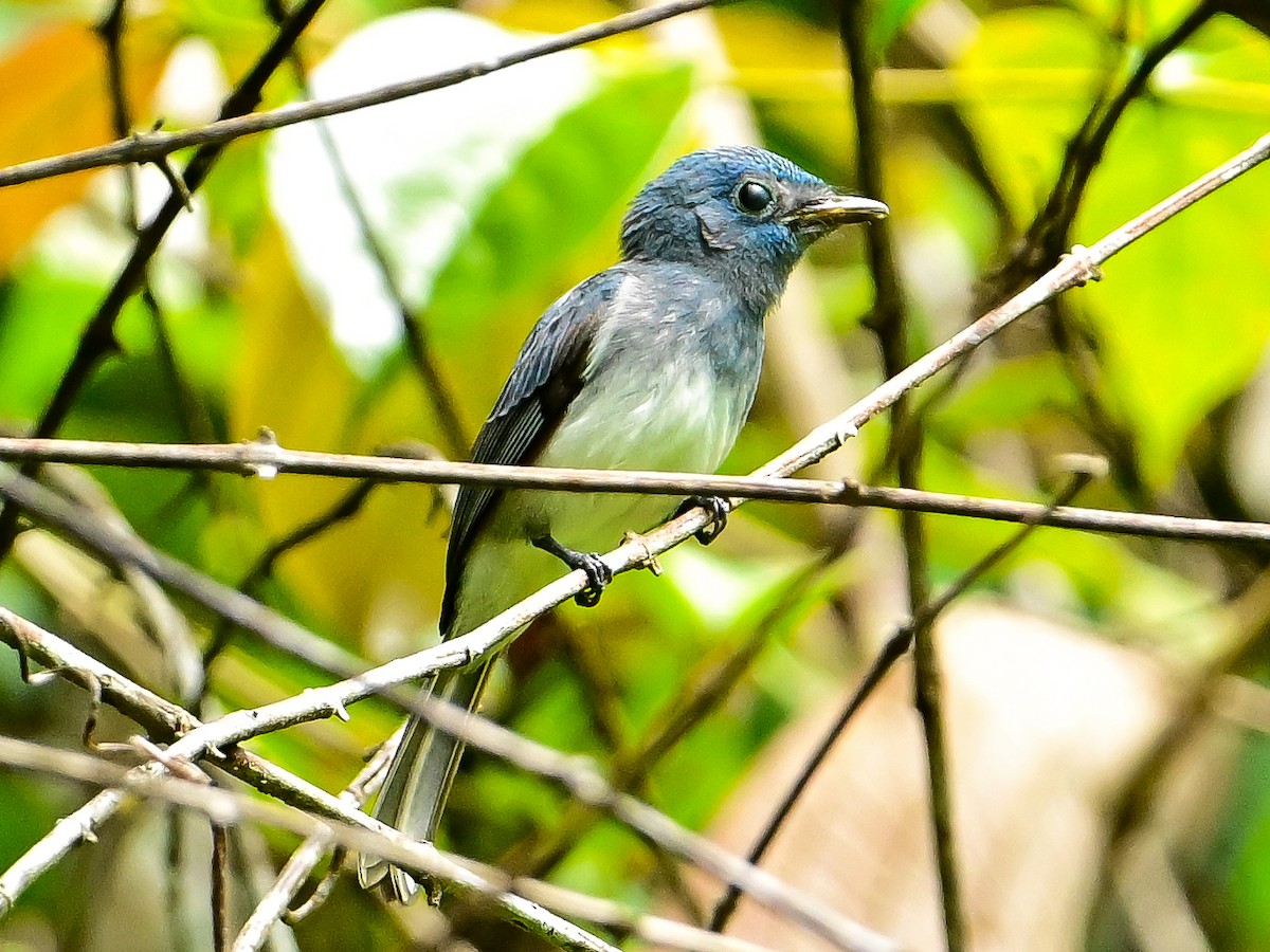 Short-crested Monarch - ML654798533