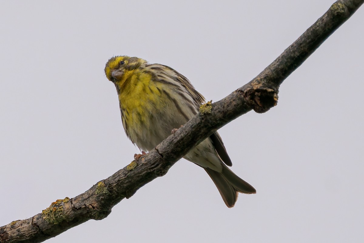 European Serin - ML654799123