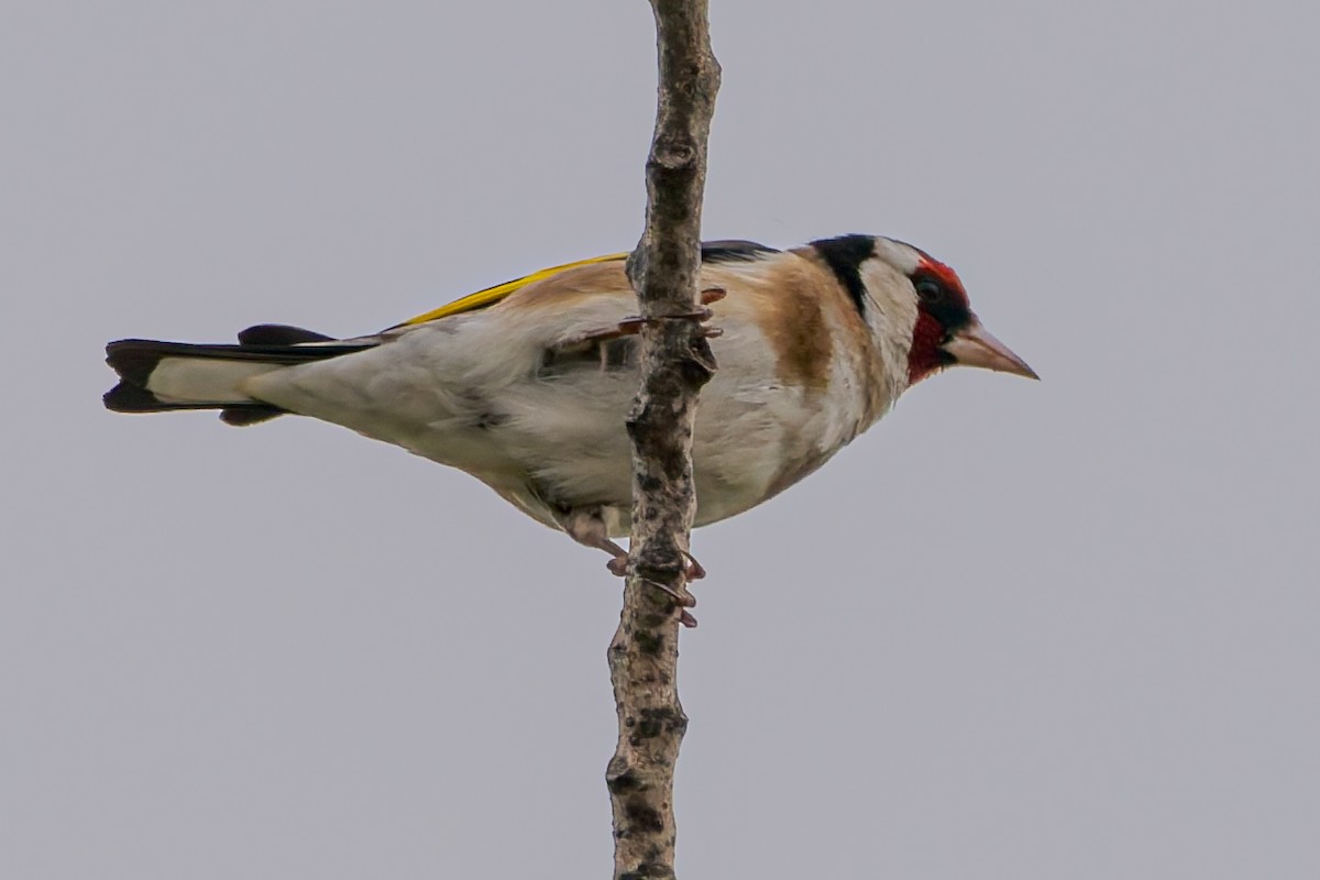 European Goldfinch - ML654799476
