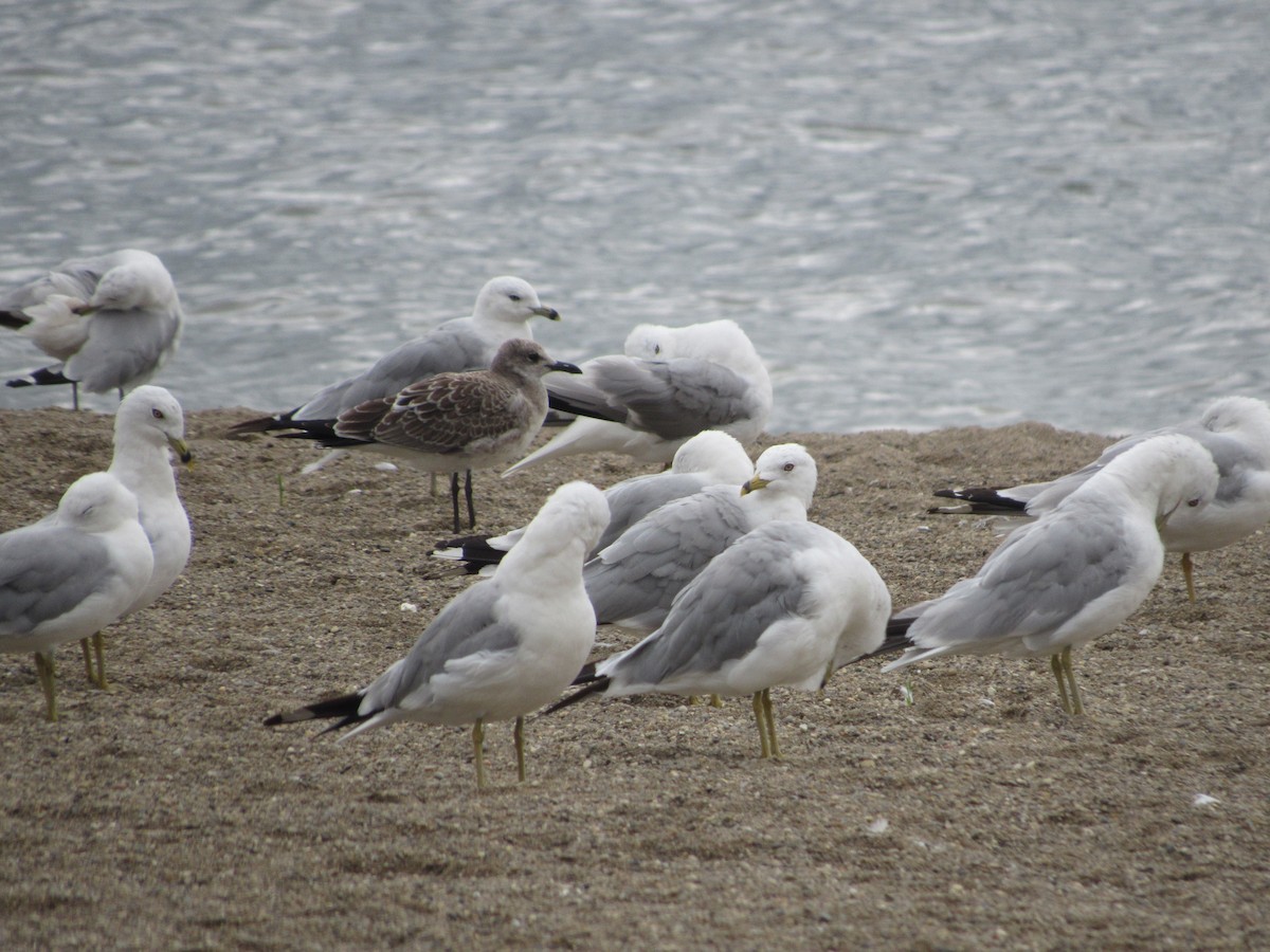 Laughing Gull - Rene',Andy and Bill McGill