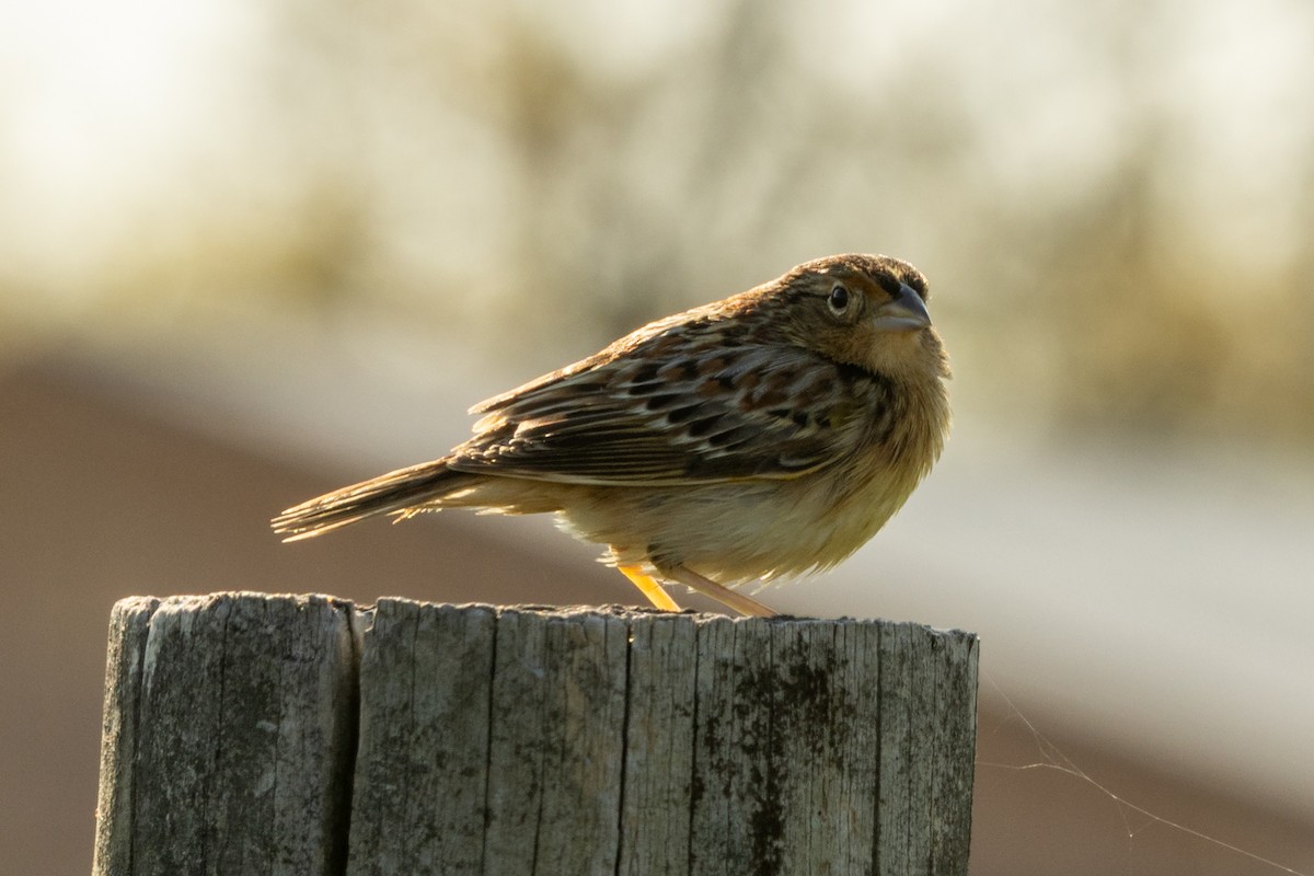 eBird Checklist - 12 Apr 2026 - 15522–15532 Edwards Ferry Rd ...