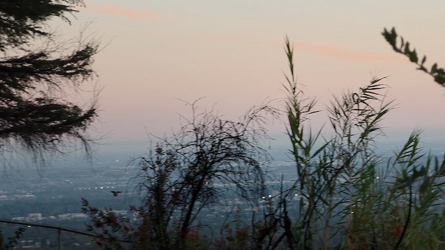 Kuzeyli Taklitçi - ML654801175