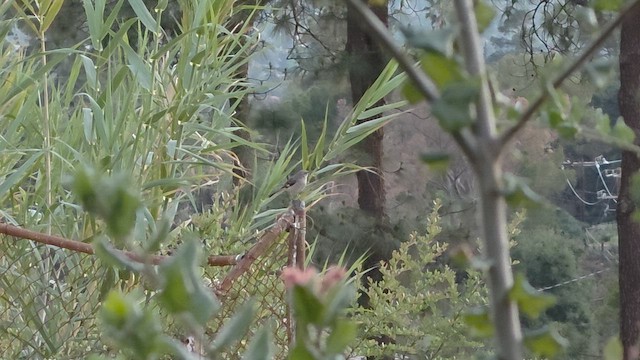 Kuzeyli Taklitçi - ML654801228