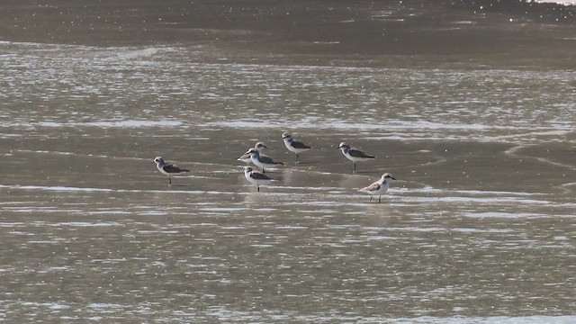 Tibetan Sand-Plover - ML654802664