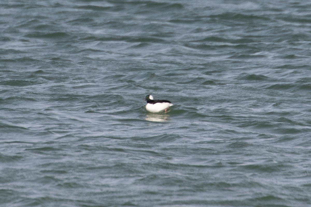 Bufflehead - ML654802994