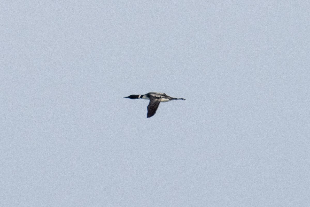 Common Loon - ML654803013