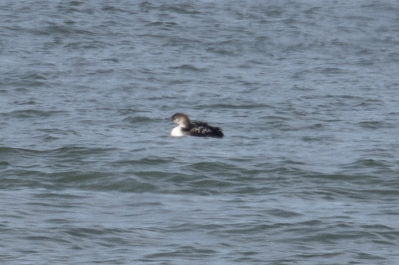 Common Loon - ML654803058