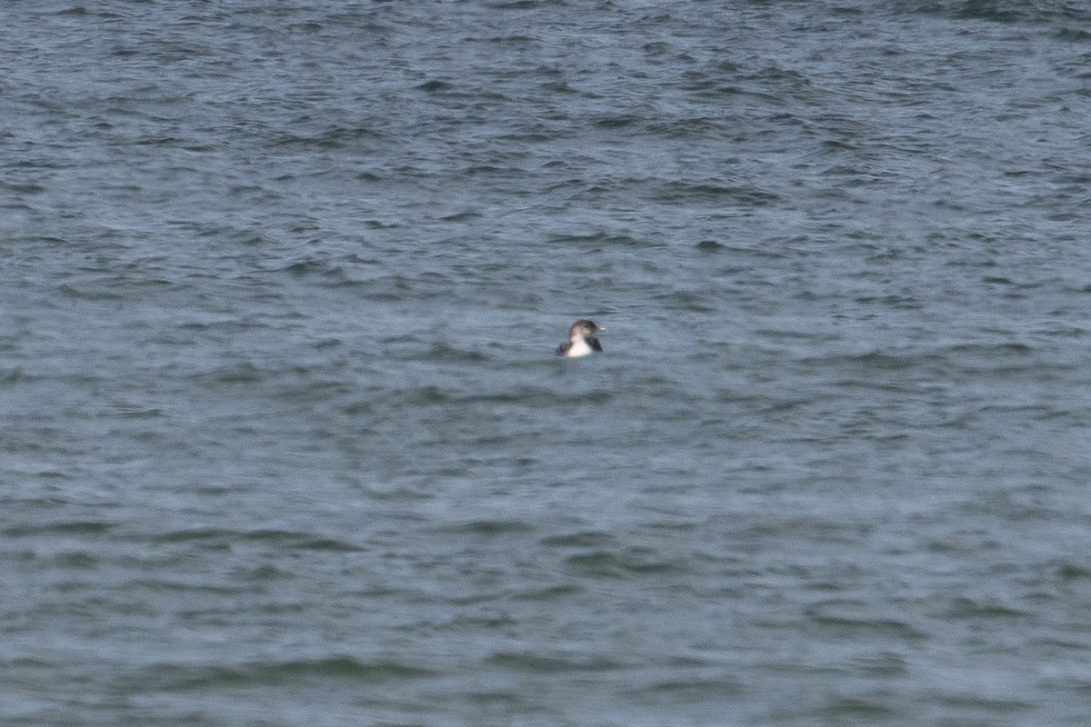 Common Loon - ML654803080