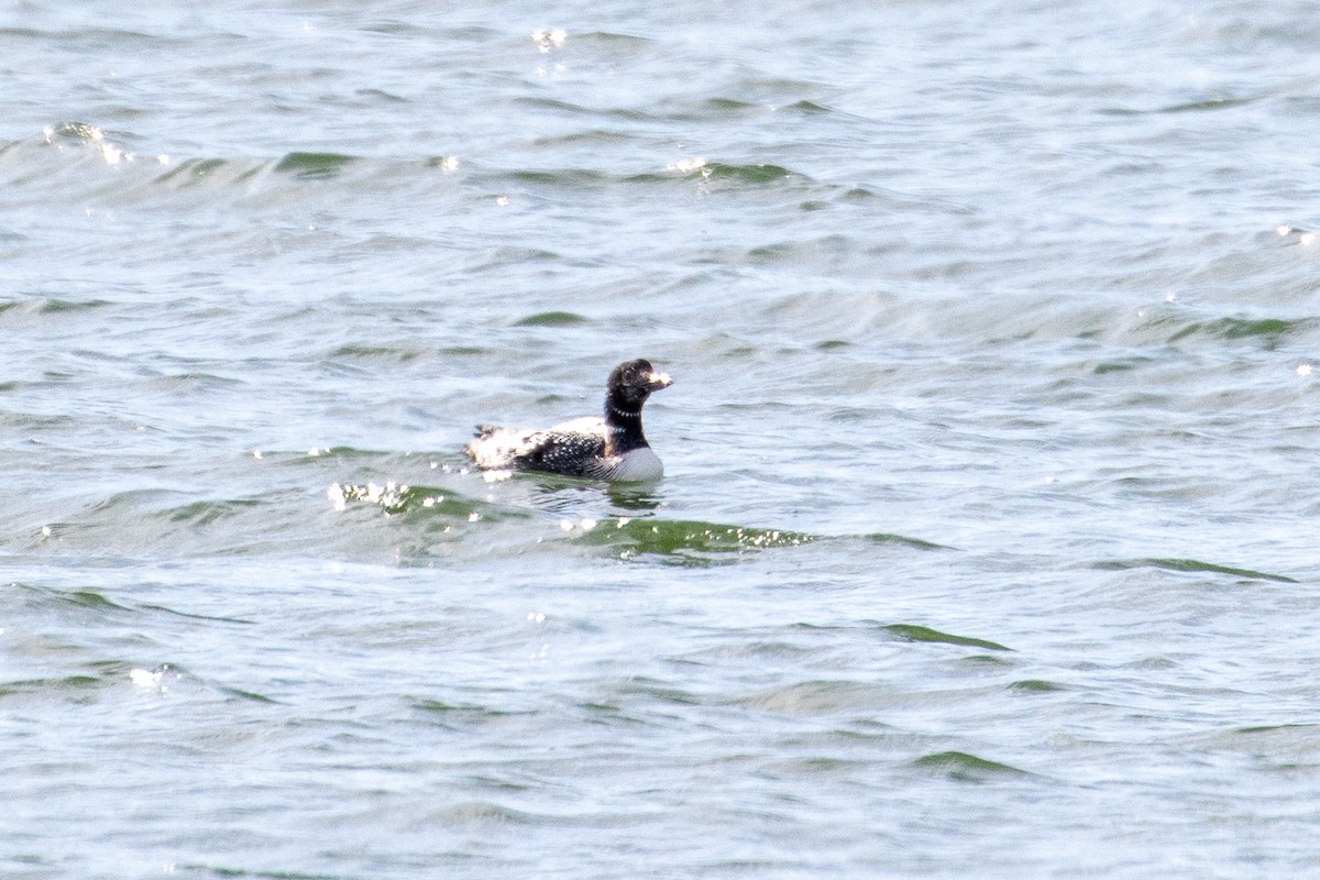 Common Loon - ML654803099