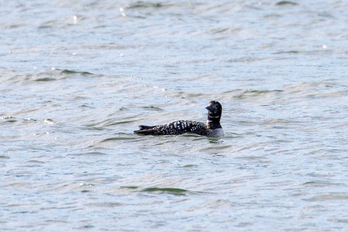Common Loon - ML654803125