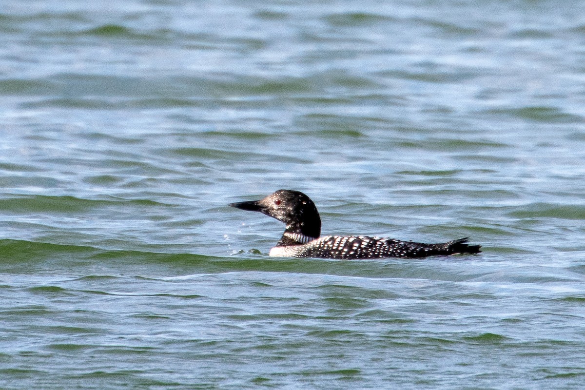 Common Loon - ML654803138