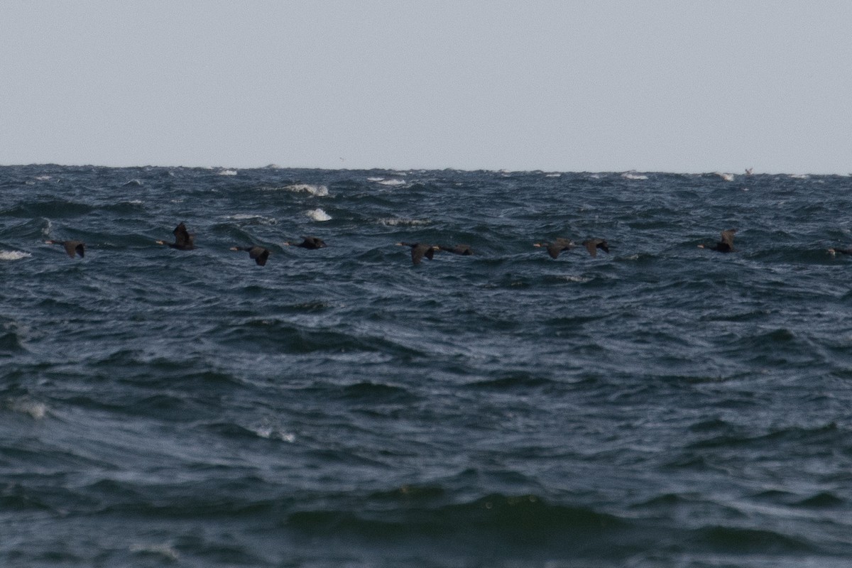 Double-crested Cormorant - ML654803158