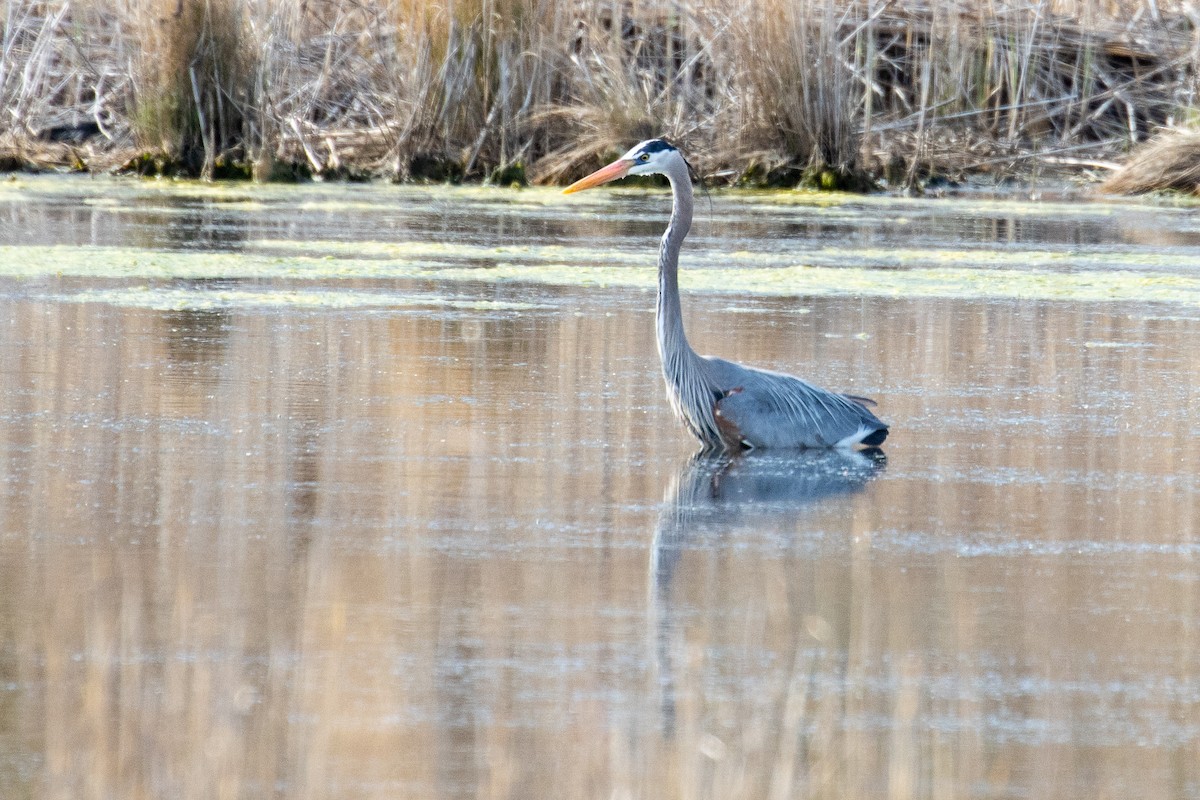 Great Blue Heron - ML654803167