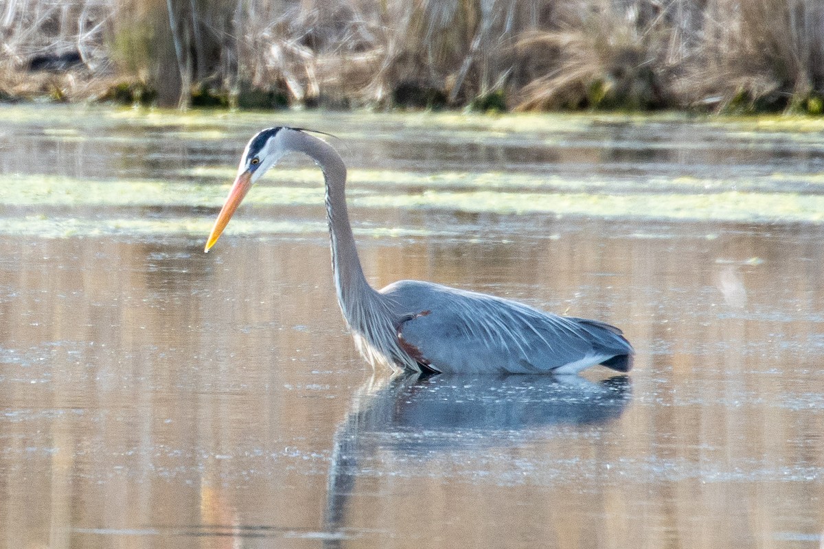 Great Blue Heron - ML654803174