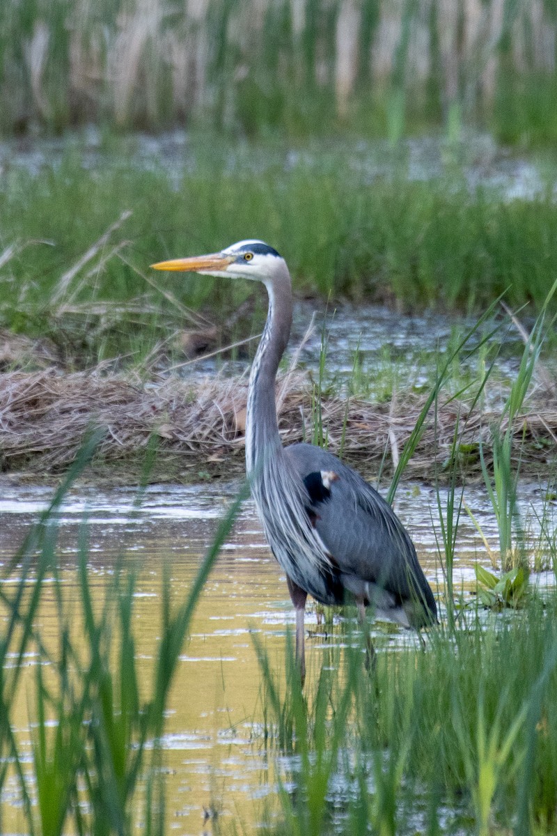 Great Blue Heron - ML654803195