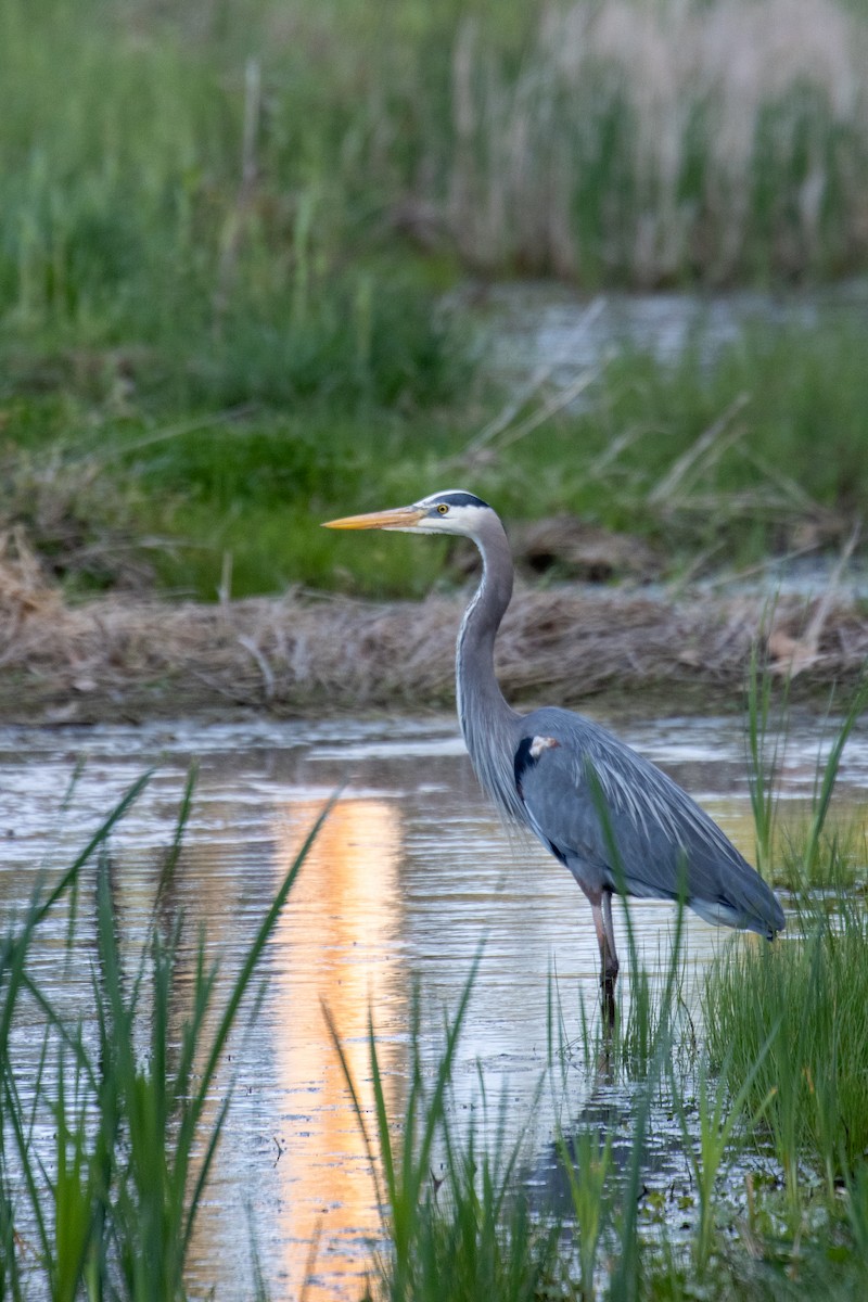 Great Blue Heron - ML654803202