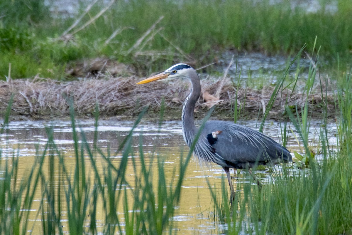 Great Blue Heron - ML654803209
