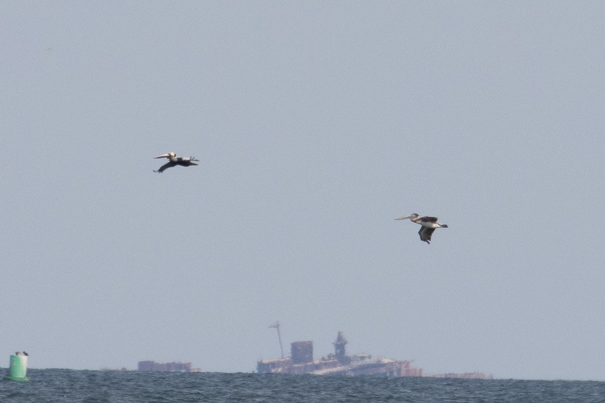 Brown Pelican - ML654803245