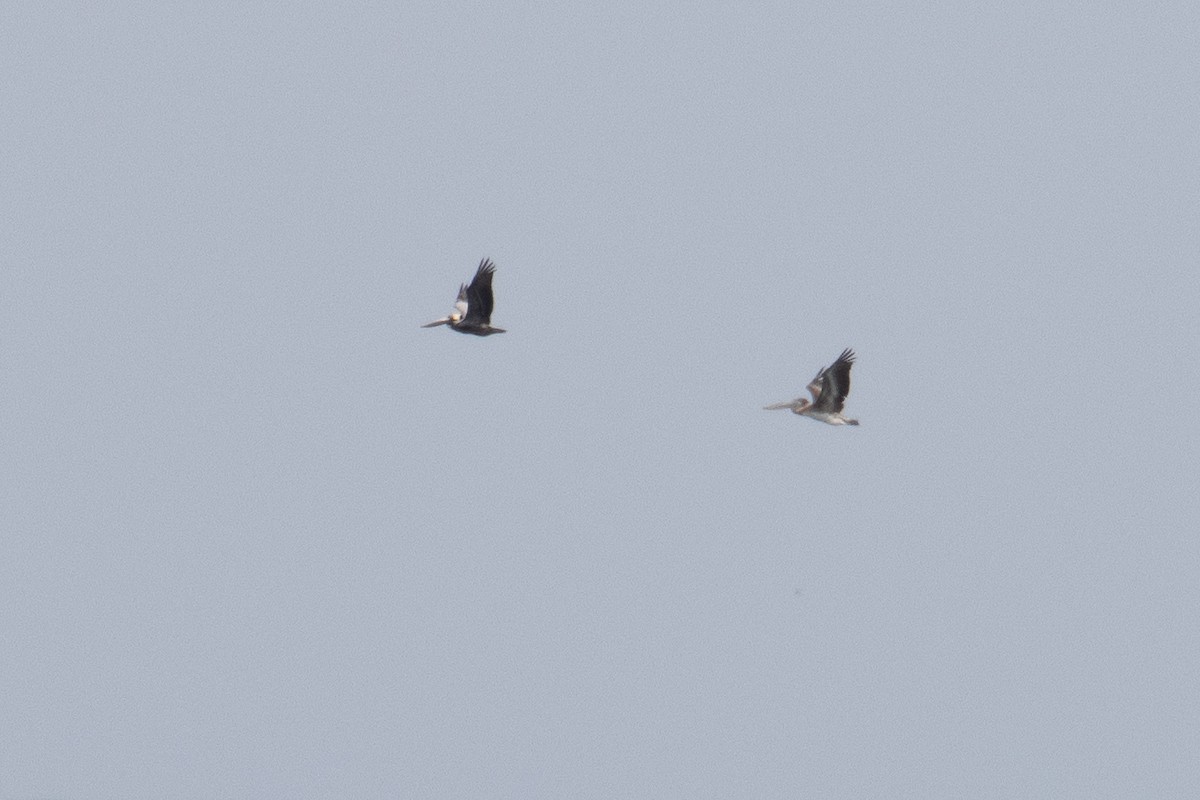 Brown Pelican - ML654803344
