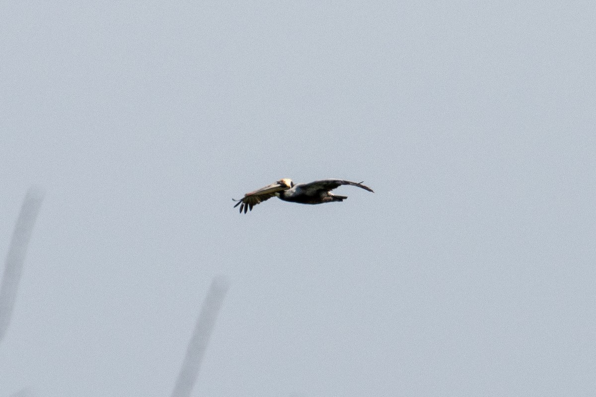 Brown Pelican - ML654803360