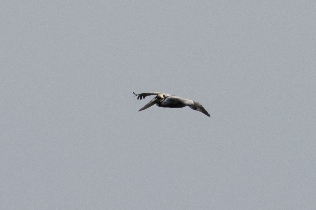 Brown Pelican - ML654803387