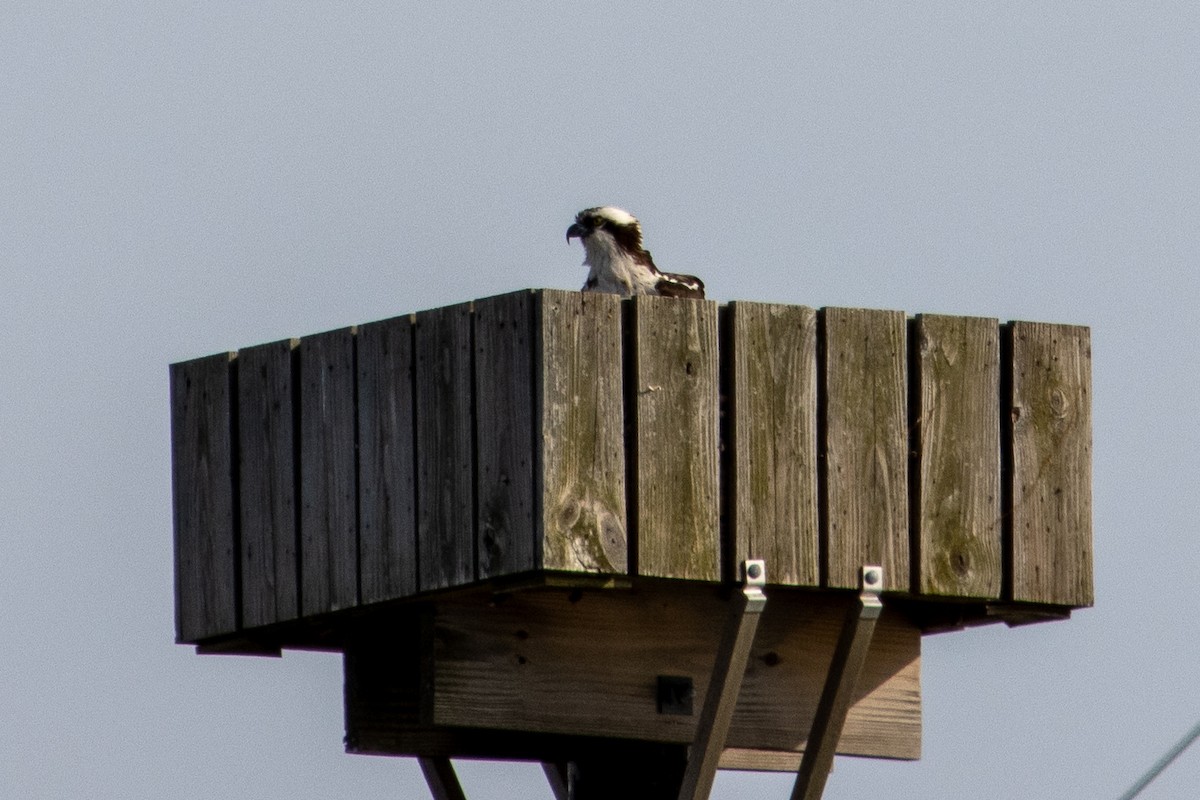 Osprey - ML654803484