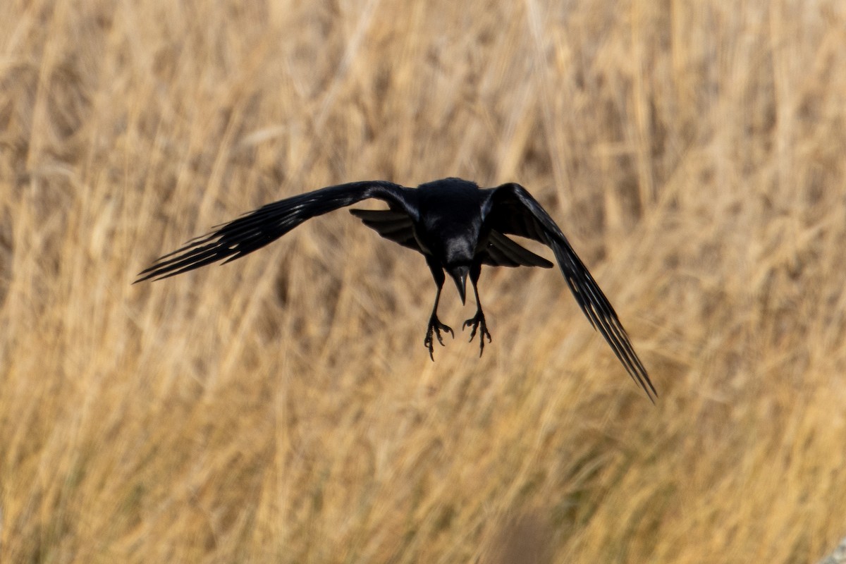 American Crow - ML654803501