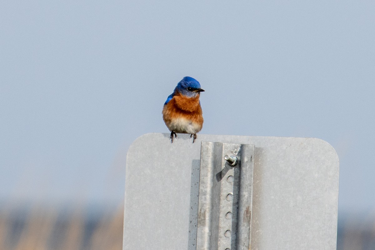 Eastern Bluebird - ML654803523