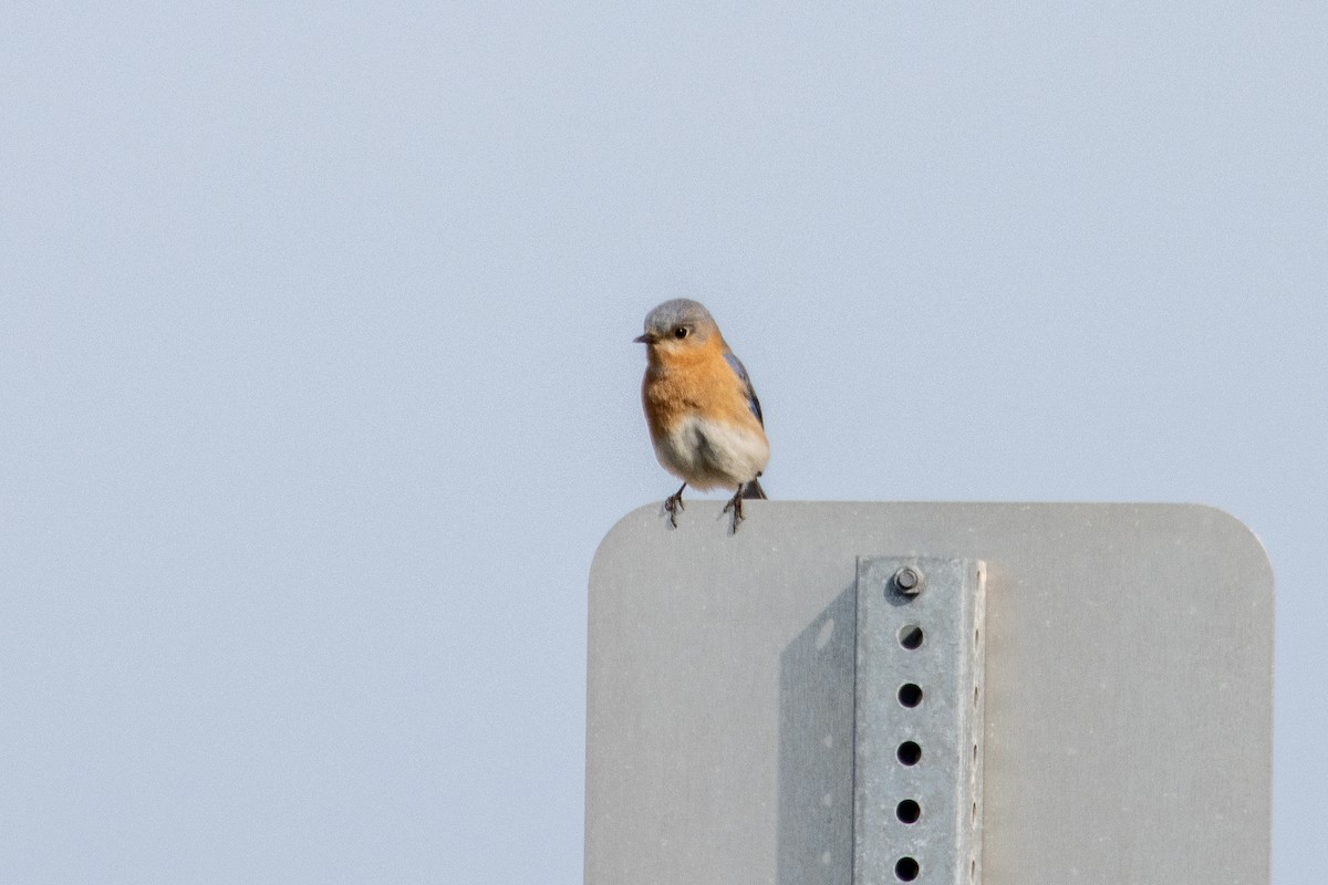 Eastern Bluebird - ML654803555
